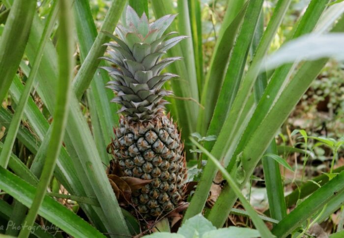 Pineapple Plant