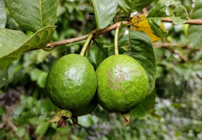 Guava (പേരയ്‌ക്ക)