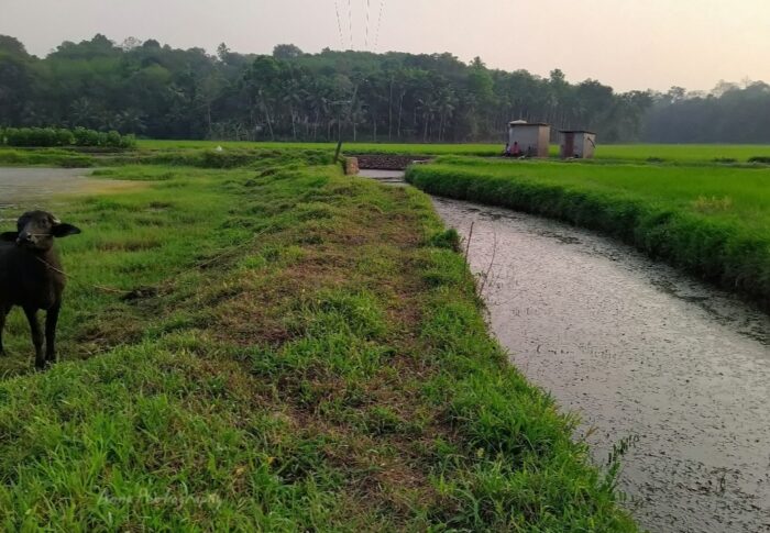 Kerala paddy Fields