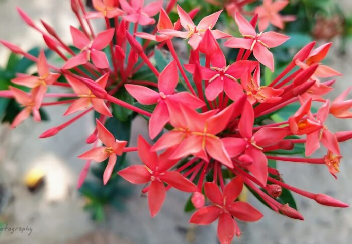 West Indian Jasmine (ചെത്തിപ്പൂവ് )