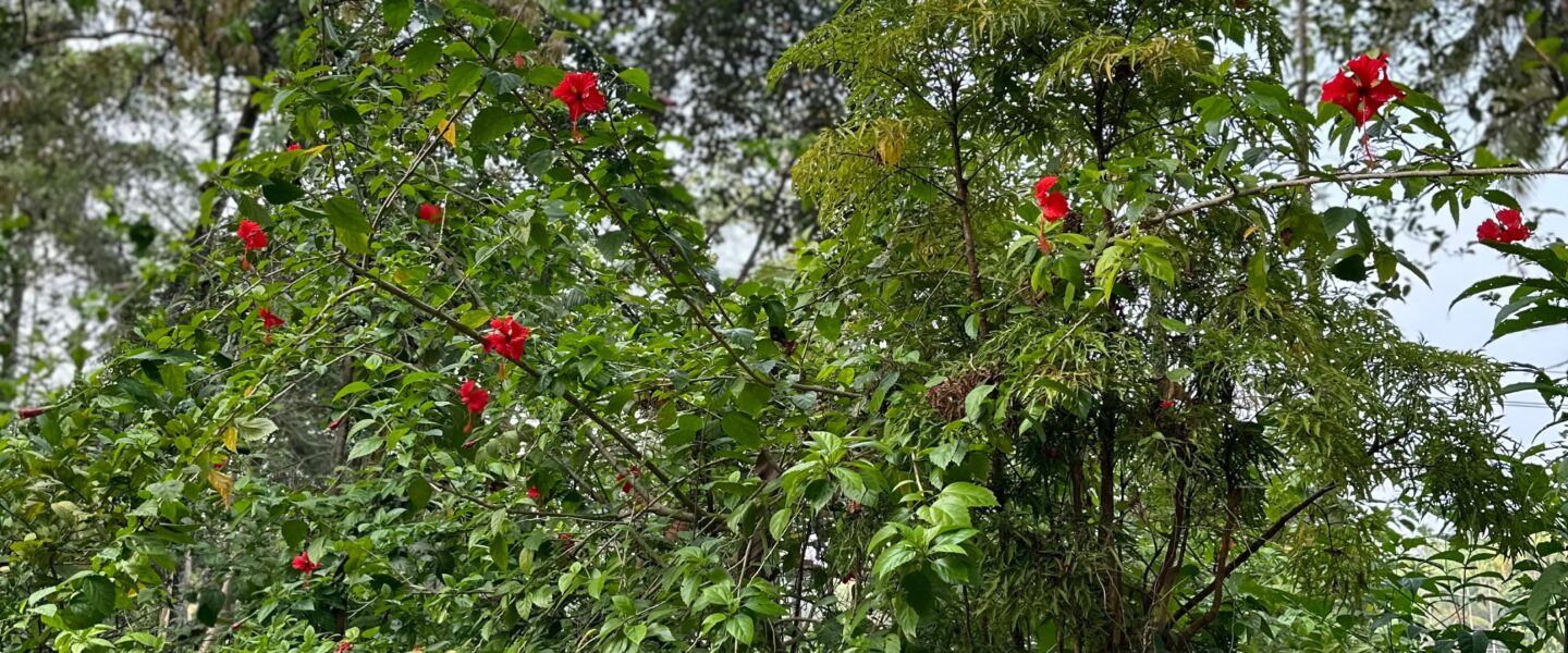 Flowers of Kerala