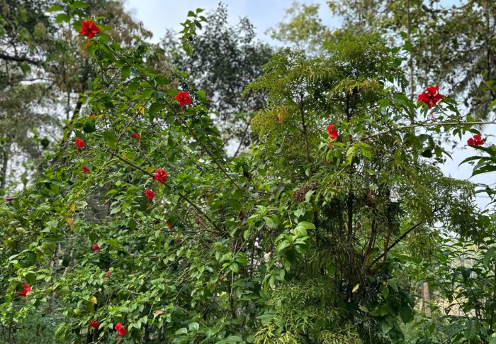 Flowers of Kerala